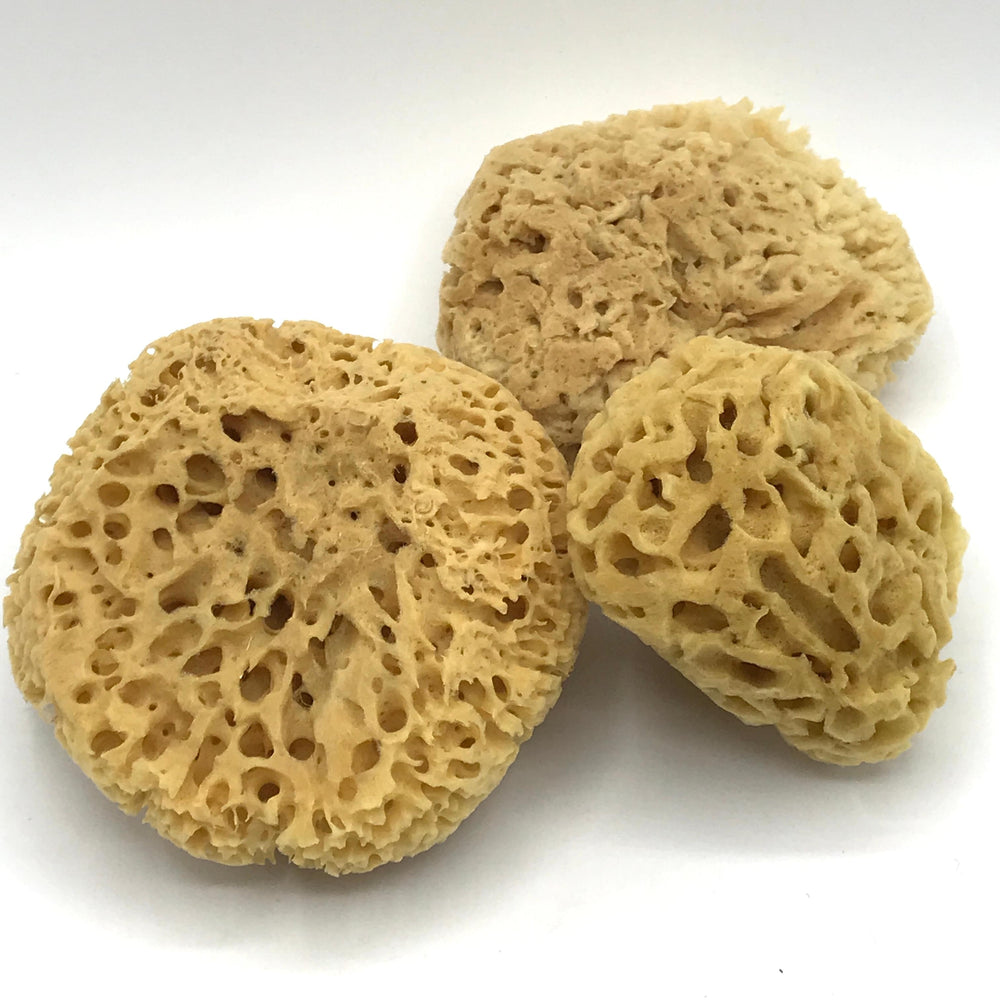 Natural Bath Sponge - Bagel&Griff
